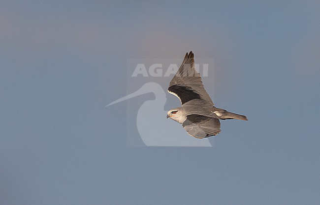 Black-winged Kite (Elanus caeruleus ssp. caeruleus) in flight in Castilla-La Mancha, Spain stock-image by Agami/Helge Sorensen,