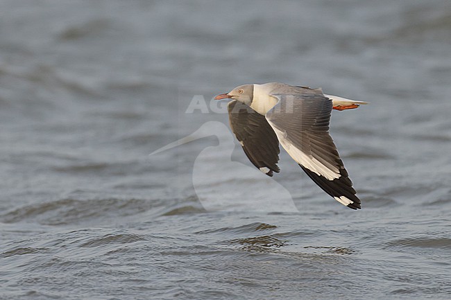 Grey-headed Gull (Chroicocephalus cirrocephalus) in adult summer plumage in flight. stock-image by Agami/David Monticelli,