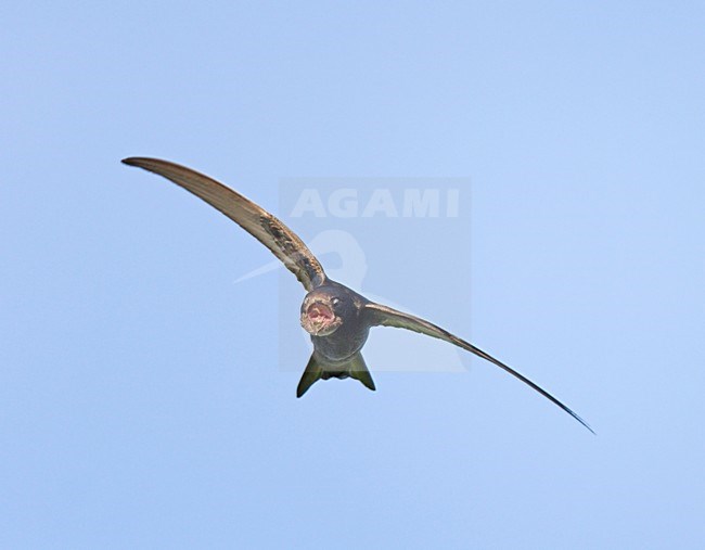 Vliegende fouragerende Gierzwaluw vangt met open bek insect;Flying foraging Common Swift with bill open to snap an insect stock-image by Agami/Ran Schols,