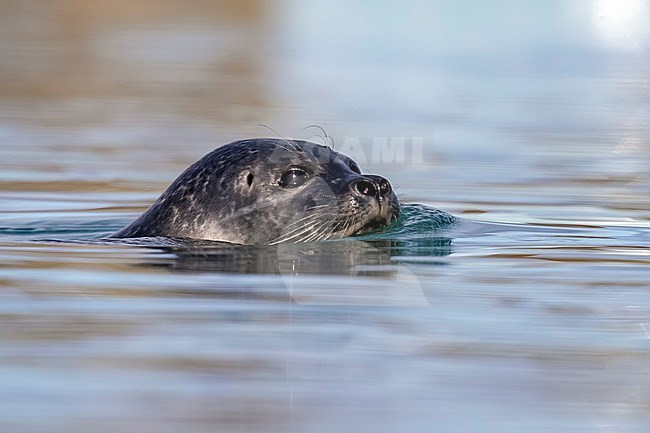 Probably female Harbour Seal (Phoca vitulina) patroling the Jökulsárlón Glacier Lagoon estuary, Iceland. stock-image by Agami/Vincent Legrand,