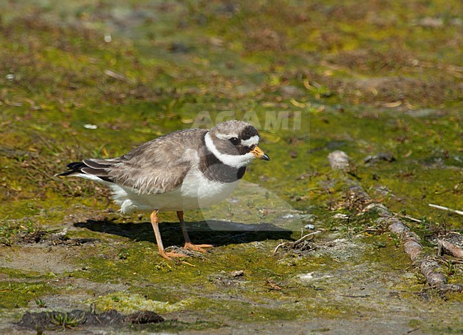 Adulte Bontbekplevier, Adult Common Ringed Plover stock-image by Agami/Roy de Haas,