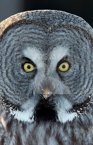 Great Grey Owl (Srix nebulosa) looking straight into the camera, taiga forest of Kuusamo Finland March 2015 stock-image by Agami/Markus Varesvuo,