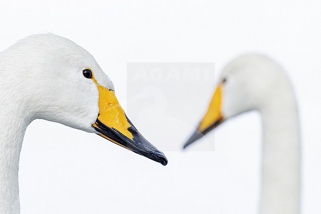 Whooper Swan (Cygnus cygnus) in winter surronding. stock-image by Agami/Marcel Burkhardt,