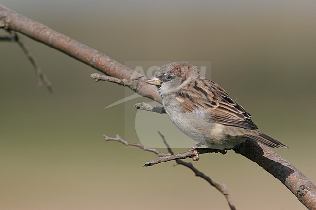 Huismus zittend op takje; House Sparrow perched on a twig stock-image by Agami/Chris van Rijswijk,
