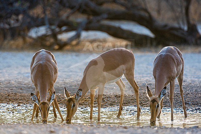 Three impala females, Aepyceros melampus, drinking at sunrise. Kalahari, Botswana stock-image by Agami/Sergio Pitamitz,