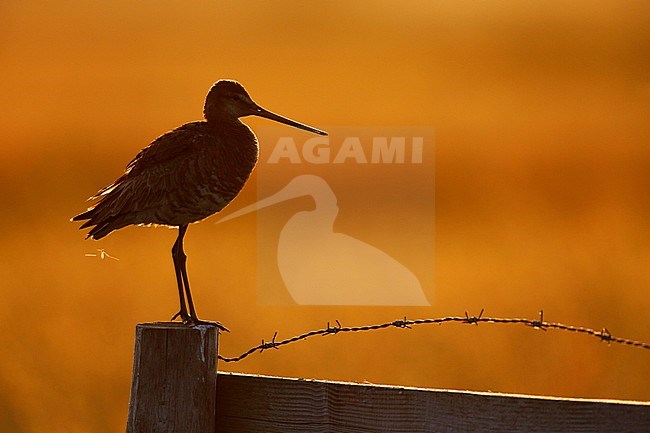 Backlight adult Black-tailed Godwit (Limosa limosa) standing on a pole in a meadow the Netherlands. stock-image by Agami/Chris van Rijswijk,