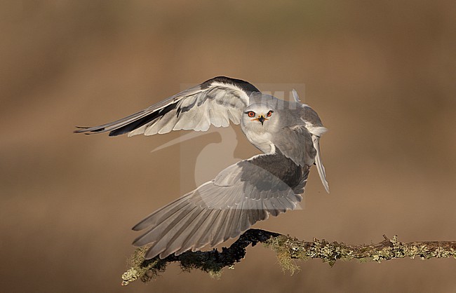 Black-winged Kite (Elanus caeruleus ssp. caeruleus) taking off from perch in Castilla-La Mancha, Spain stock-image by Agami/Helge Sorensen,