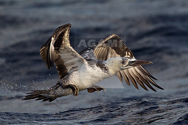 Immature Northern Gannet (Morus bassanus) is starting at Northern Gannet toards its wintering grounds in western Africa. stock-image by Agami/Mathias Putze,