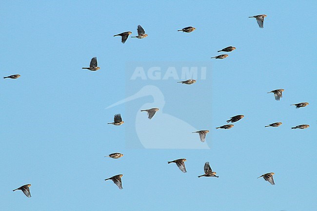 Large wintering flock of Twites (Carduelis flavirostris) in the Netherlands. Wheeling above the Dutch coast because of danger. stock-image by Agami/Fred Visscher,