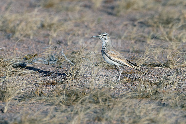 Greater Hoopoe-Lark (Alaemon alaudipes) feeding in the nearby sandy desert along the Dakhla - Aousserd road in the Western Sahara south of Dakhla. stock-image by Agami/David Monticelli,