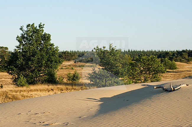 Kootwijkerzand, Kootwijk, Veluwe, Netherlands stock-image by Agami/Marc Guyt,