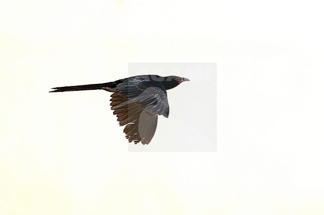 Asian Koel (Eudynamys scolopaceus) wintering in Oman. Male in flight. stock-image by Agami/Sylvain Reyt,