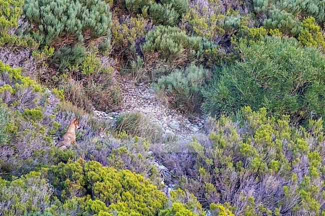 Iberian wolf (Canis lupus signatus) in Spain stock-image by Agami/Oscar Díez,