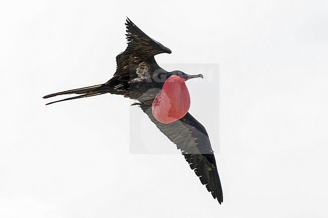 Male Great Frigatebird (Fregata minor ridgwayi) on the Galapagos Islands, part of the Republic of Ecuador. stock-image by Agami/Pete Morris,