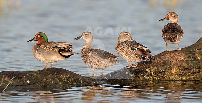 Blue-winged Teal (Spatula discors) with Green-winged Teals standing on a log in Texas swamp. stock-image by Agami/Ian Davies,