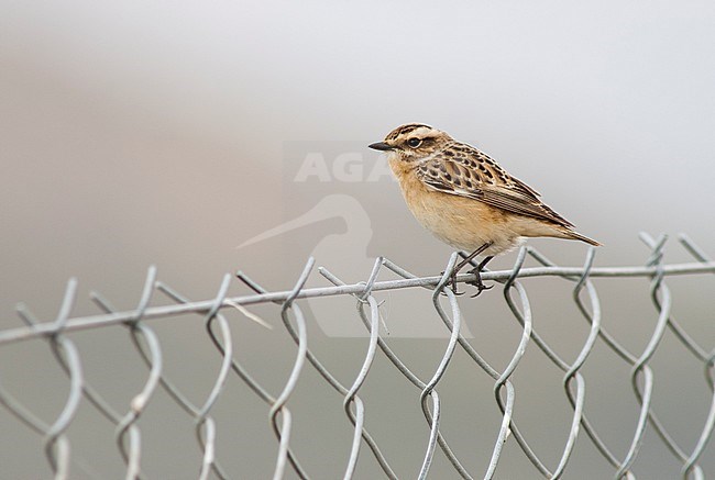 Female Whinchat, Saxicola rubetra) perched on a wire fence on Lesbos, Greece. stock-image by Agami/Marc Guyt,