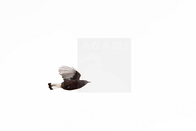 Adult Black Wheatear, Oenanthe leucura, in late winter in Spain. stock-image by Agami/Marc Guyt,