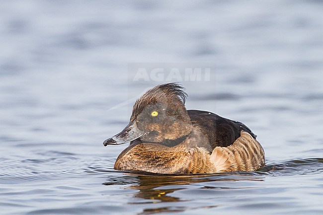 Kuifeend, Tufted Duck, Aythya fuligula older female showing male charistics swimming on lake from low angle stock-image by Agami/Menno van Duijn,