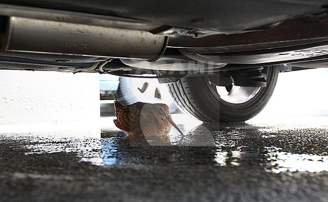 Tijdens de trek kun je houtsnippen op de meest vreemde locaties tegenkomen, zoals onder een auto in een parkeergarage! stock-image by Agami/Jacques van der Neut,