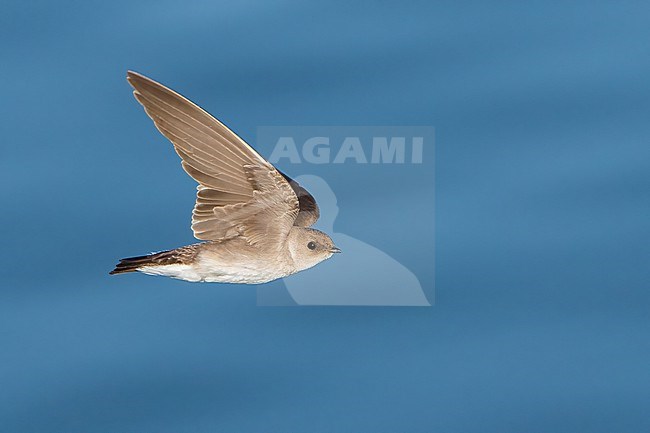Adult
Imperial Co., CA
April 2022 stock-image by Agami/Brian E Small,