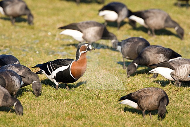 Roodhalsgans tussen Rotganzen; Red-breasted Goose amongst Brent stock-image by Agami/Marc Guyt,