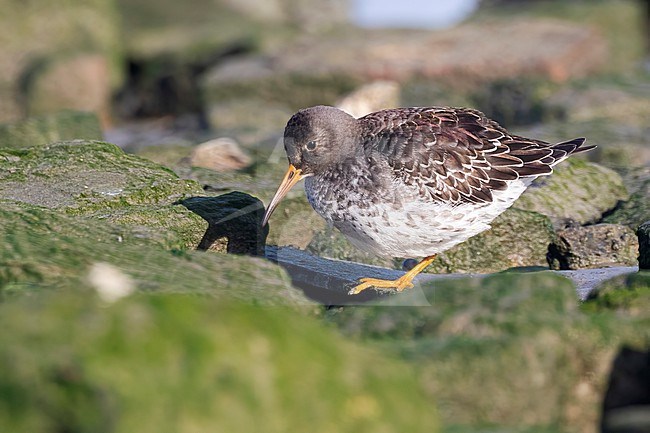 A Purple Sandpiper (Calidris maritima) is seen foraging on some algea covered rocks showing the typical purple heen on its back. stock-image by Agami/Jacob Garvelink,