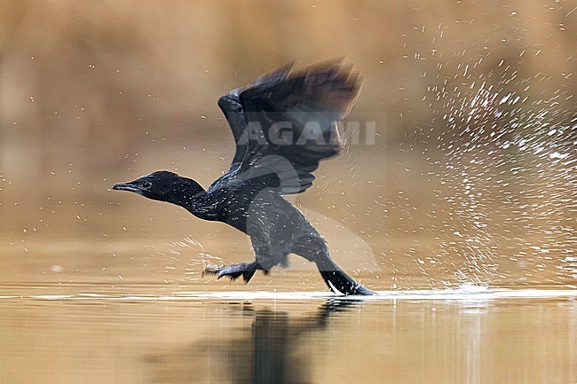 Pygmy Cormorant, Microcarbo pygmeus, in Italy. stock-image by Agami/Daniele Occhiato,