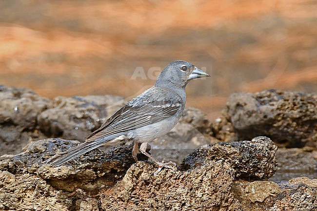 Tenerife Blue Chaffinch (Fringilla teydea) stock-image by Agami/Eduard Sangster,