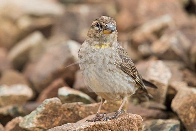 Rock Sparrow (Petronia petronia barbara), front view of an adult standing on a stone stock-image by Agami/Saverio Gatto,