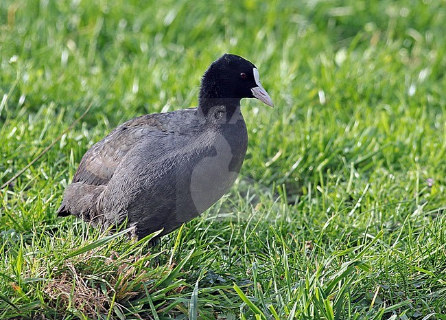 First-winter Eurasian Coot (Fulica atra) standing in green grass. stock-image by Agami/Fred Visscher,