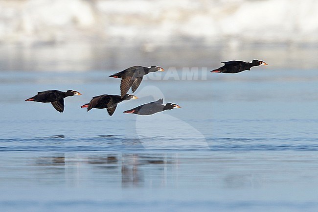 Surf Scoter (Melanitta perspicillata) flying over the Hudson's Bay in Churchill Manitoba, Canada. stock-image by Agami/Glenn Bartley,