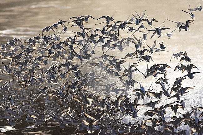 Drieteenstrandlopers in de branding tijdens een onstuimige wind; Sanderlings flying from a beach stock-image by Agami/Jacques van der Neut,