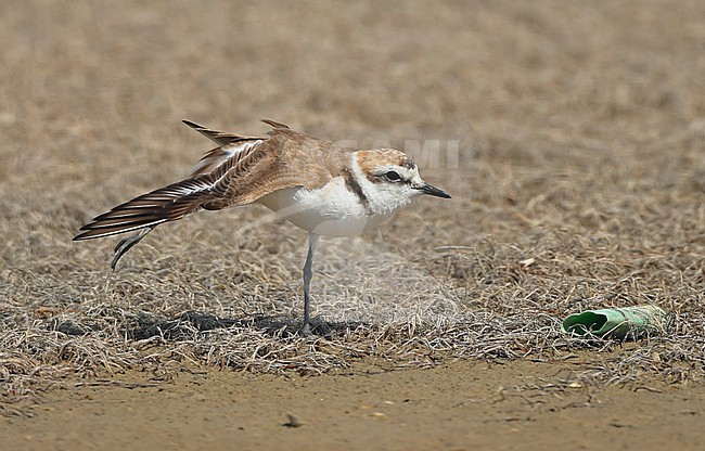  stock-image by Agami/Eduard Sangster,