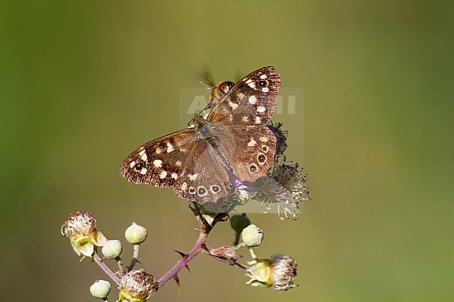 Speckled Wood, Pararge aegeria stock-image by Agami/Steve Gantlett,