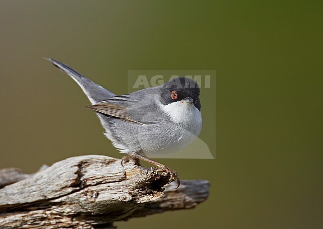 Mannetje Kleine Zwartkop; Male Sardinian Warbler stock-image by Agami/Markus Varesvuo,
