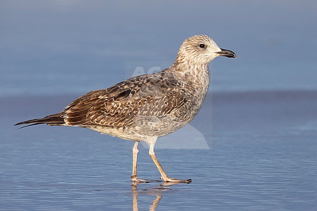 Lesser Black-backed Gull (Larus fuscus), side view of a first winter juvenile standing on the shore, Campania, Italy stock-image by Agami/Saverio Gatto,