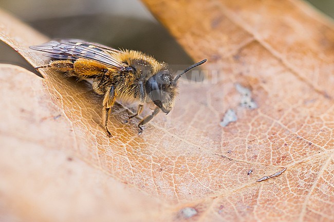 Andrena flavipes - Gemeine Sandbiene, France (Alsace), imago, female stock-image by Agami/Ralph Martin,