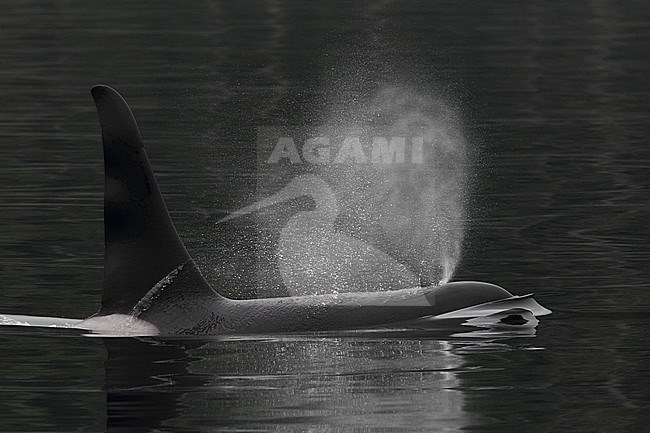 Male Killer Whale (Orcinus orca) swimming of the coast of Canada. stock-image by Agami/Hugh Harrop,