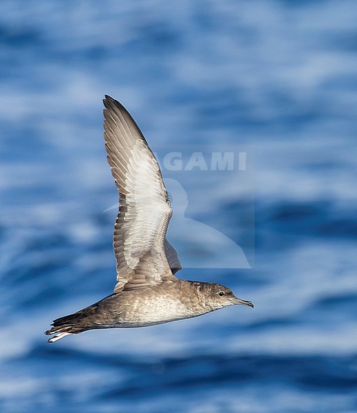 Critically Endangered Balearic shearwater (Puffinus mauretanicus) off the east coast of Spain. stock-image by Agami/Marc Guyt,