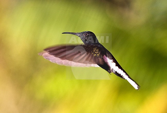  stock-image by Agami/Roy de Haas,