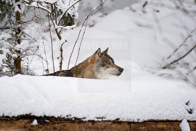 A Gray wolf, Canis lupus, in Bavarian Forest National Park. Germany. stock-image by Agami/Sergio Pitamitz,