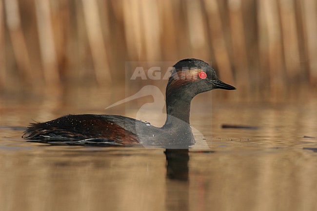 Black-necked Grebe adult summerplumage swimming; Geoorde Fuut volwassen zomerkleed zwemmend stock-image by Agami/Menno van Duijn,
