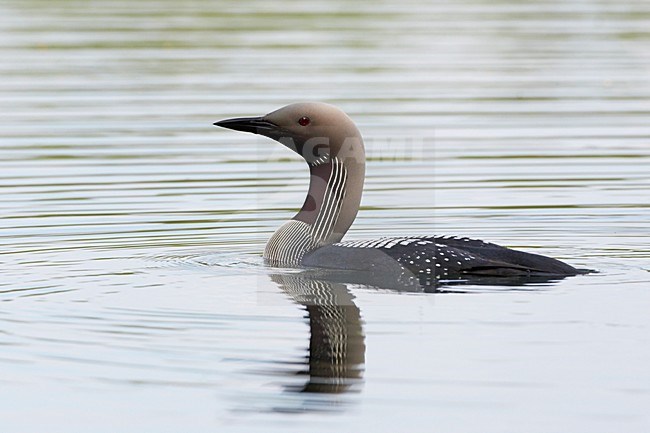Parelduiker zomerkleed in water Black-throated Loon summerplumage in water stock-image by Agami/Jari Peltomäki,
