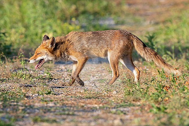 Red Fox (Vulpes vulpes), side view of an adult male walking on a path. stock-image by Agami/Saverio Gatto,