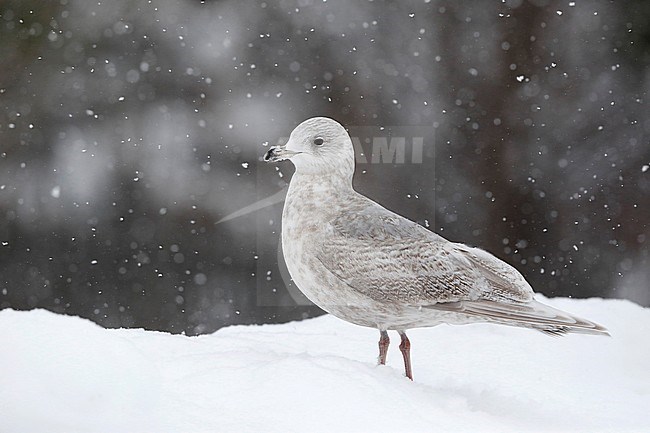 Kumliens Meeuw, Kumlien's Gull, Larus glaucoides kumlieni stock-image by Agami/Chris van Rijswijk,