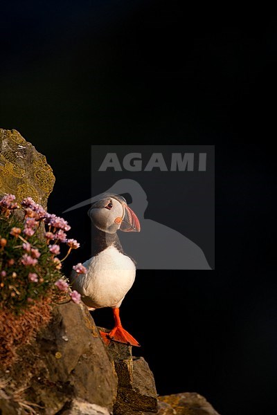 Papegaaiduiker bij nest hol, Atlantic Puffin  at nest burrow stock-image by Agami/Danny Green,