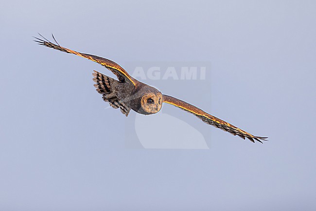 Afrikaanse Velduil, Asio capensis tingitanus, Marsh Owl stock-image by Agami/Menno van Duijn,
