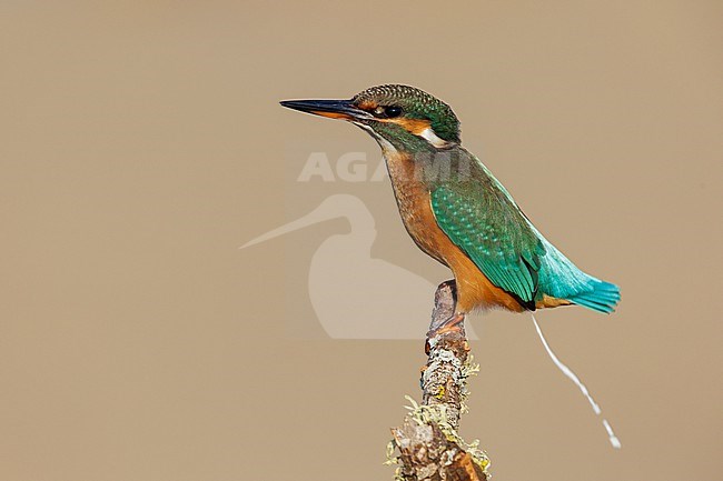 Common Kingfisher (Alcedo atthis), side view of a female perched on a branch, Campania, Italy stock-image by Agami/Saverio Gatto,