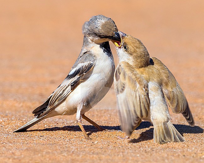 Male & juvenile Northern Desert Sparrow in Oued Jenna, Western Sahara. March 2011. stock-image by Agami/Vincent Legrand,