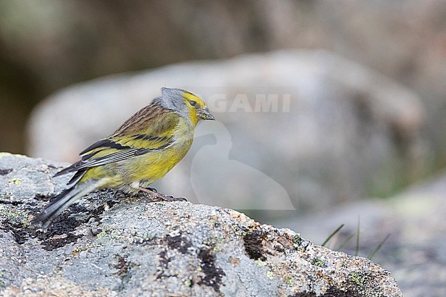Adult male Corsican Finch (Carduelis corsicana) in France (Corsica). stock-image by Agami/Ralph Martin,